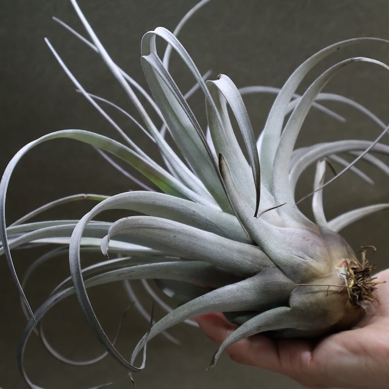 サカパネンシス 18号 | air-plants TENGU-DO