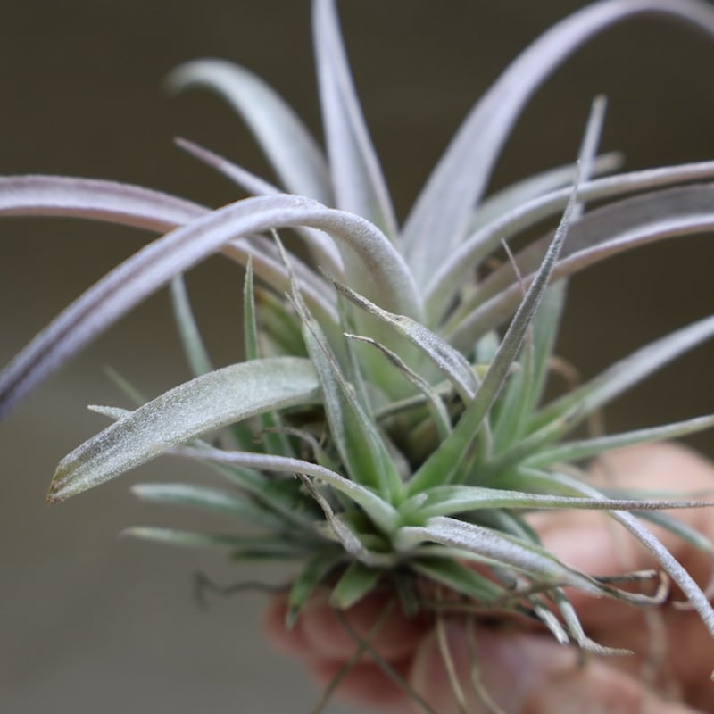 チランジア チアペンシス ギガンテスコ チランジア・チアペンシス・ギガンテスコ T. chiapensis Gigantesco