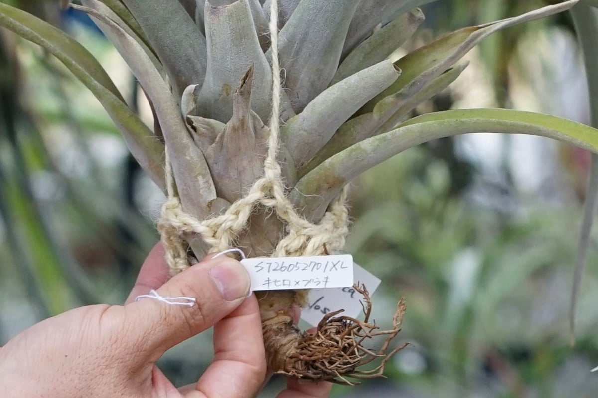 スタッフ特選】キセログラフィカ x ブラキカウロス XL | air-plants