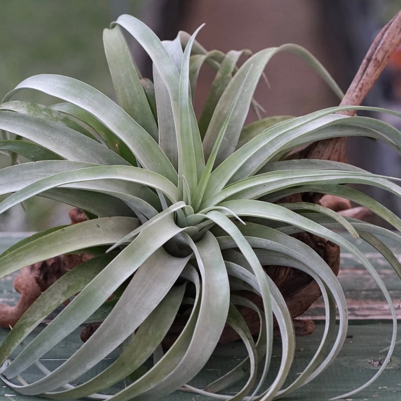 スタッフ特選】カピタータ シルバーローズ 2XLサイズ | air