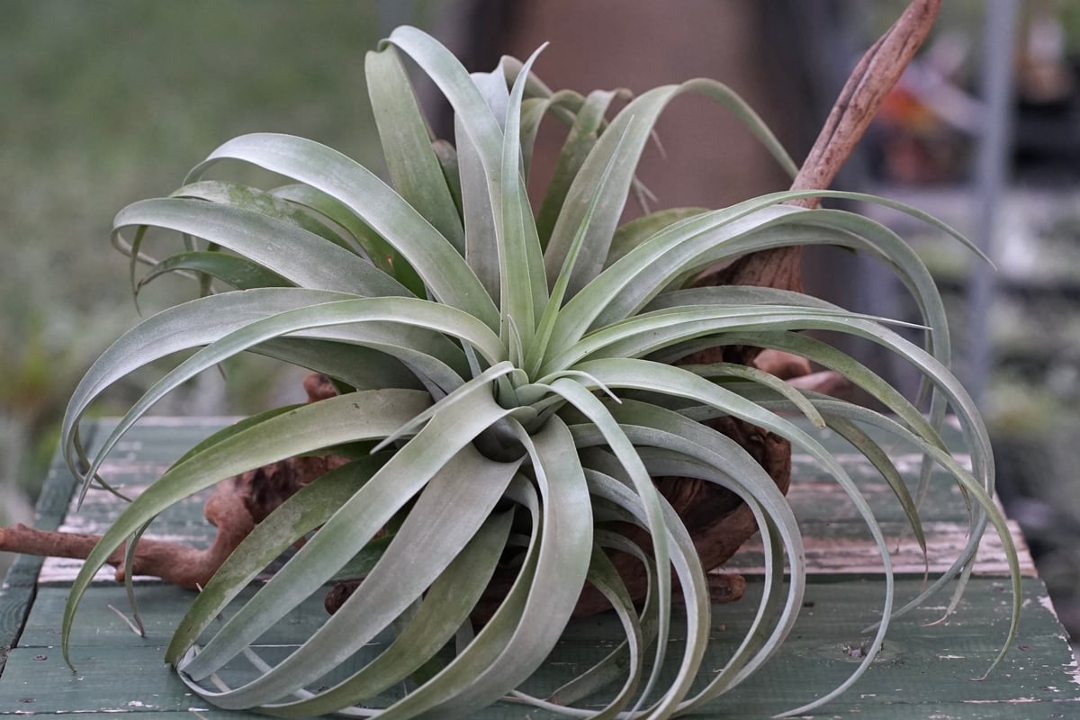 エアプランツ チランジア 巨大株 カピタータシルバーローズ チランジア ／ カピタータ シルバーローズ XXL (T.capitata