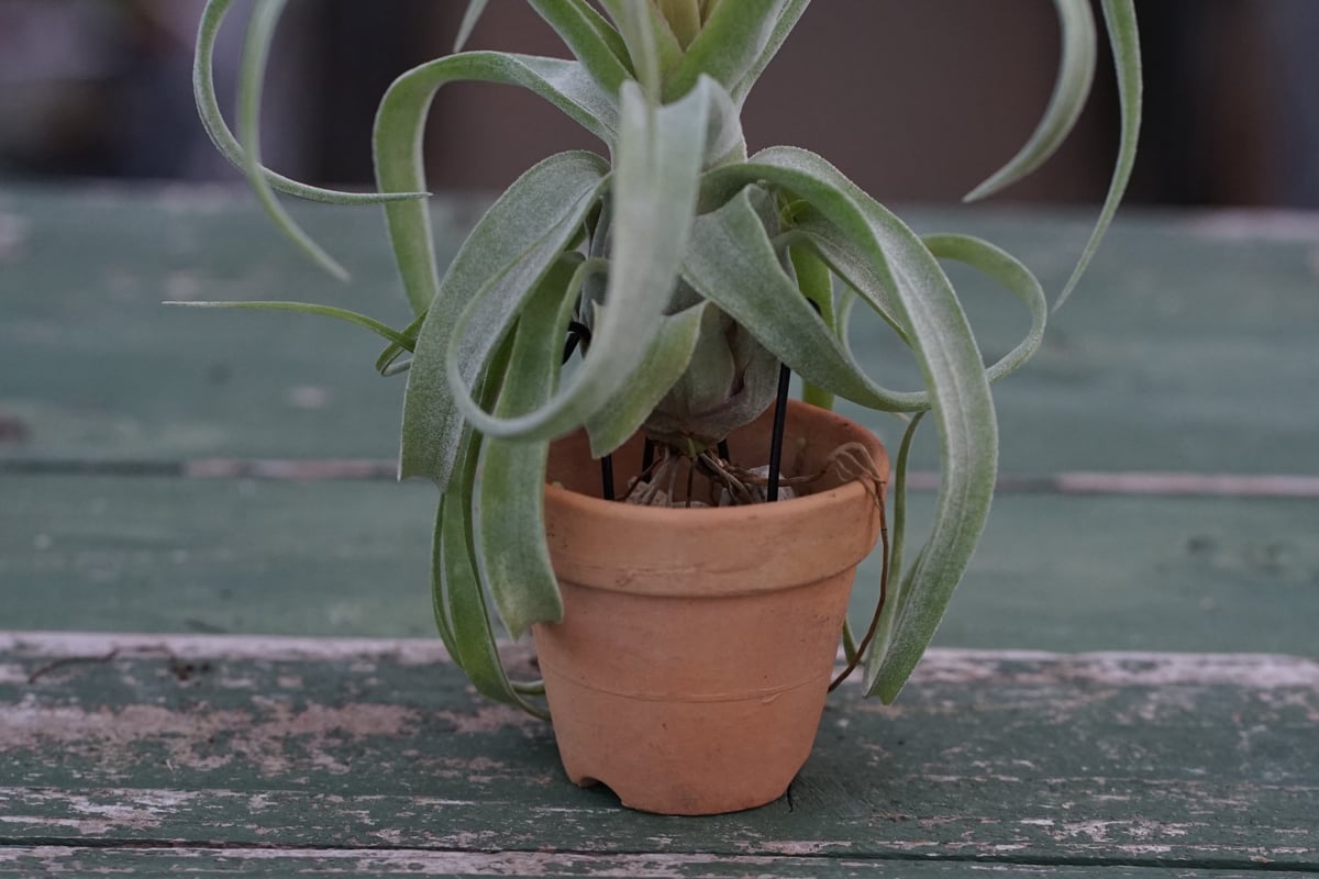 スタッフ特選】鉢に着生 ストレプトフィラ 子株 A号 | air-plants TENGU-DO