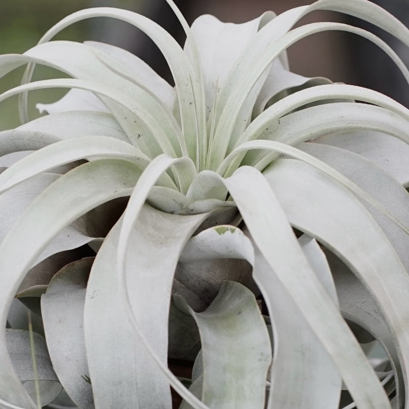 スタッフ特選】キセログラフィカ ロングリーフ B号 | air-plants