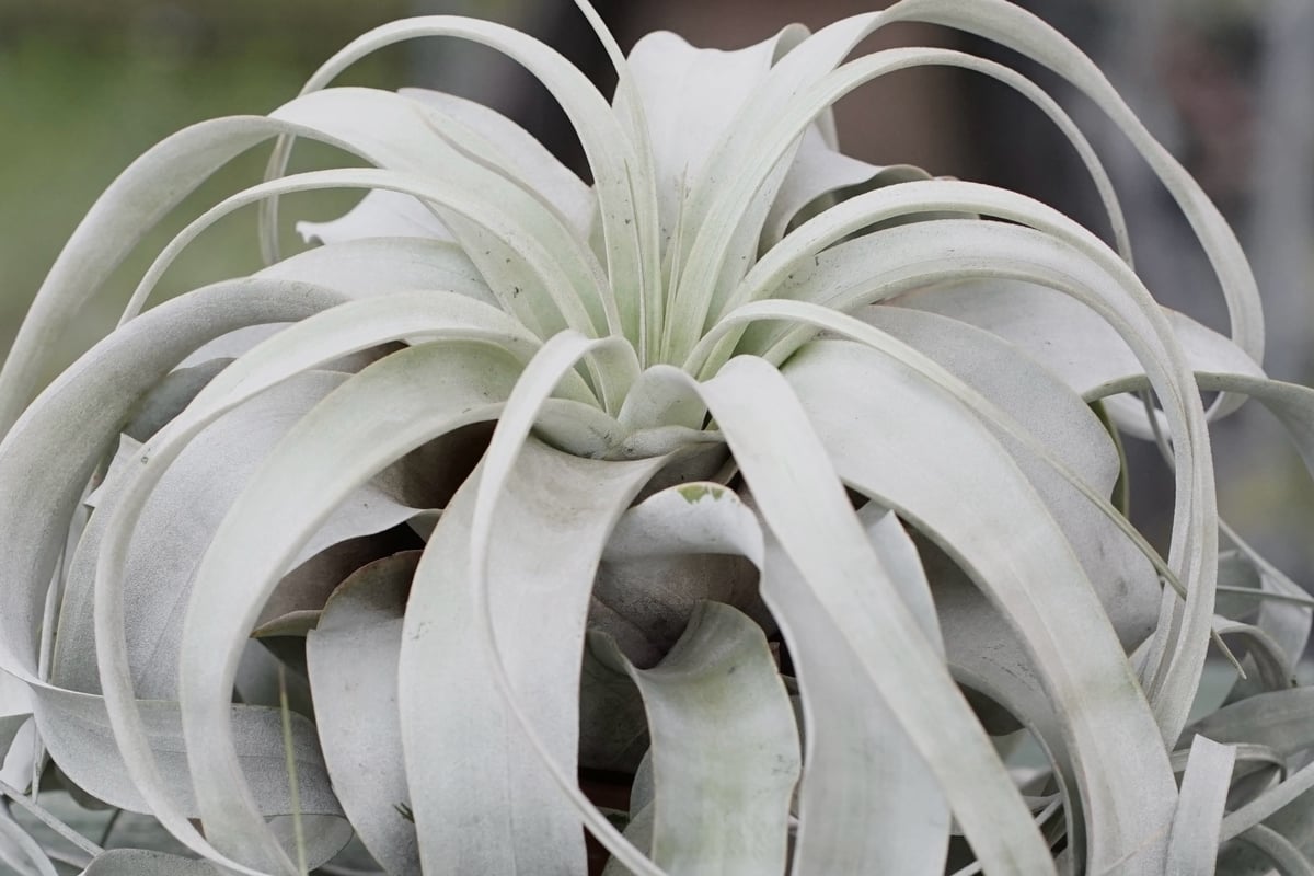 スタッフ特選】キセログラフィカ ロングリーフ B号 | air-plants TENGU-DO