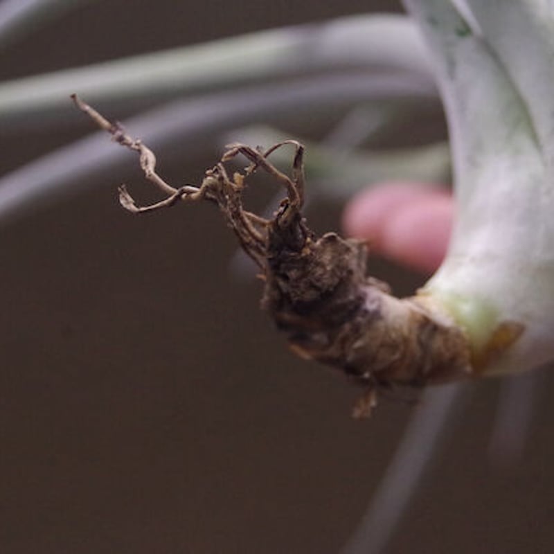 M*s様 現物　チランジア・ハリシー ＸＬ　花付き ハリシー XLサイズ 6号 | air-plants TENGU-DO