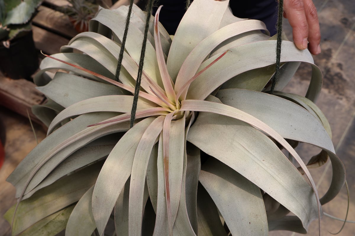 キセログラフィカ 特大2XLサイズ 05号 | air-plants TENGU-DO