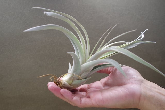 キセログラフィカ × チアペンシス Sサイズ 03号 | air-plants TENGU-DO