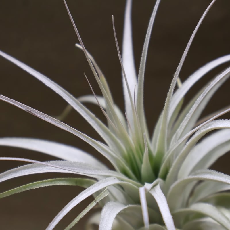 チャペウエンシス チュリフォルミス 03号 | air-plants TENGU-DO