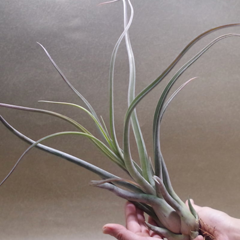 ◆ チランジア ゴルゴン　T.Gorgon ゴルゴン 02号 | air-plants TENGU-DO
