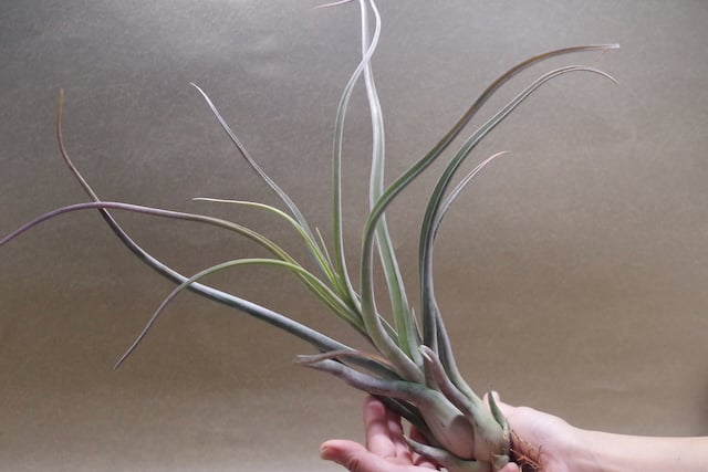 ゴルゴン 02号 | air-plants TENGU-DO