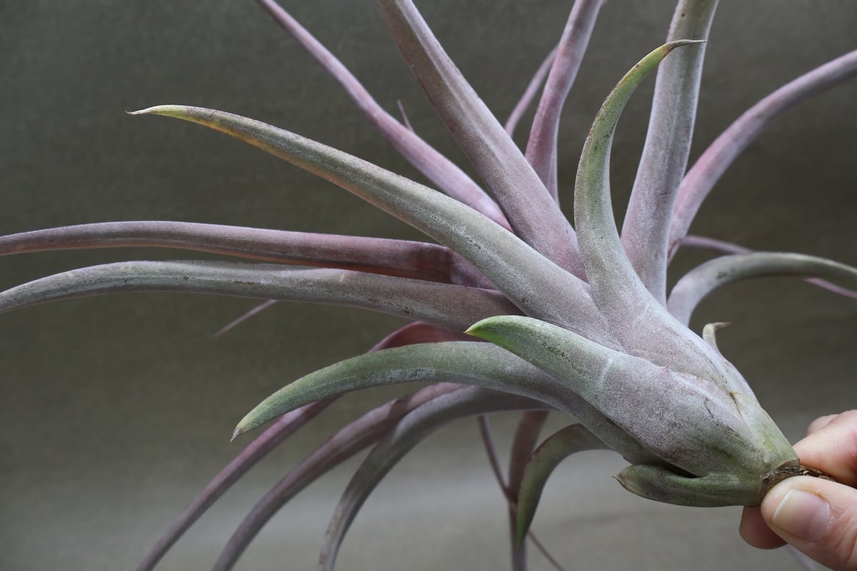 カピタータ オレンジ× ストレプトフィラ 07号 | air-plants TENGU-DO