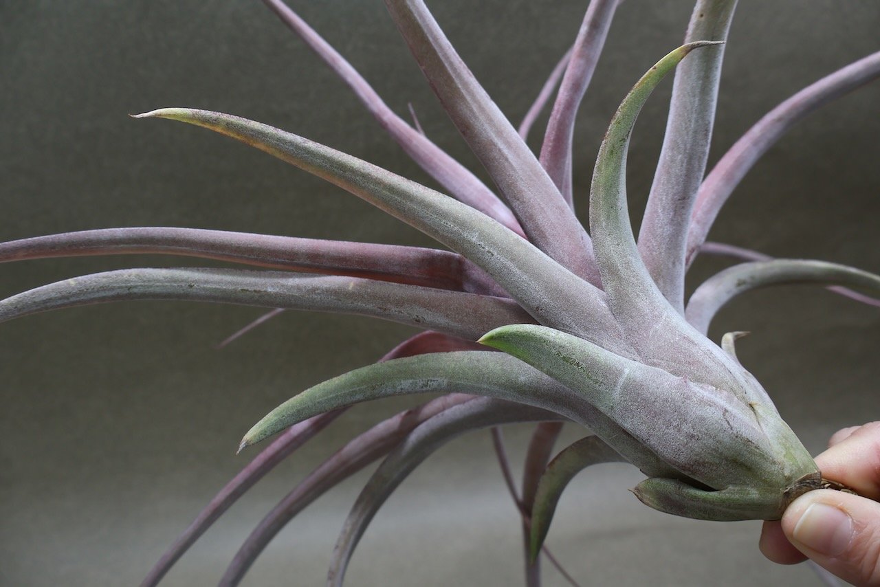 チランジア　カピタータ×ストレプトフィラ カピタータ オレンジ× ストレプトフィラ 07号 | air-plants TENGU-DO