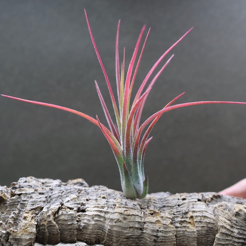 イオナンタ × プルイノーサ 03号 | air-plants TENGU-DO