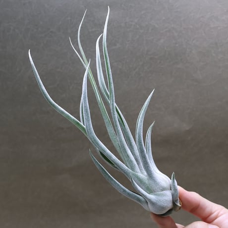 CATEGORY エアープランツ（ティランジア） | air-plants TENGU-DO