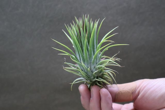 イオナンタ トーテムポール 01号 | air-plants TENGU-DO