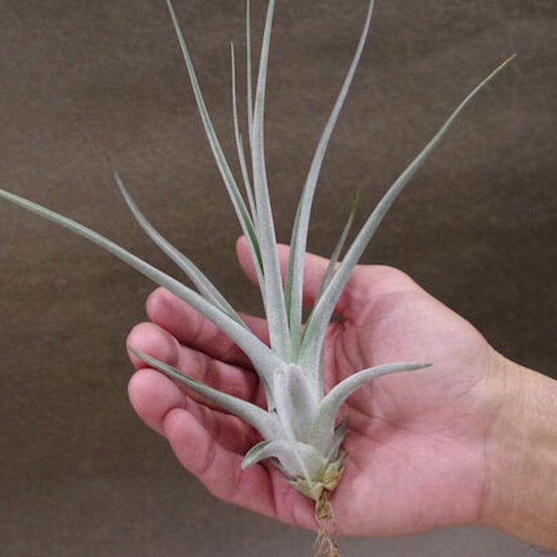 バードロックマジック（コンコロール x エーレルシアナ）02号 | air