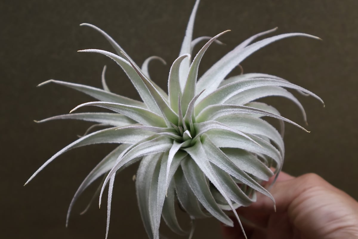 ガルドネリ ルピコラ 02号 | air-plants TENGU-DO