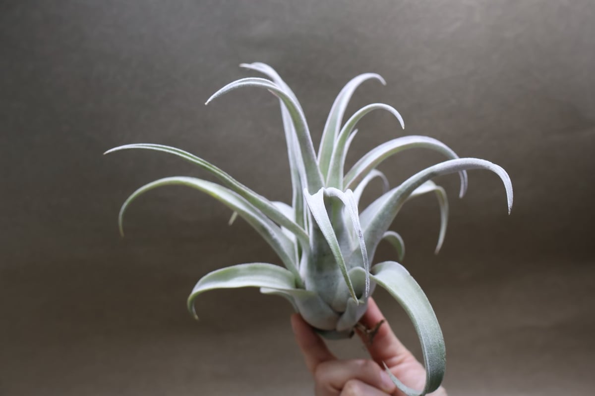 ホリ】(ストレプトフィラ ベリーズ x チアペンシス) x ディグエティ