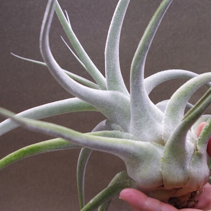 エーレルシアナ 特大サイズ 01号 | air-plants TENGU-DO