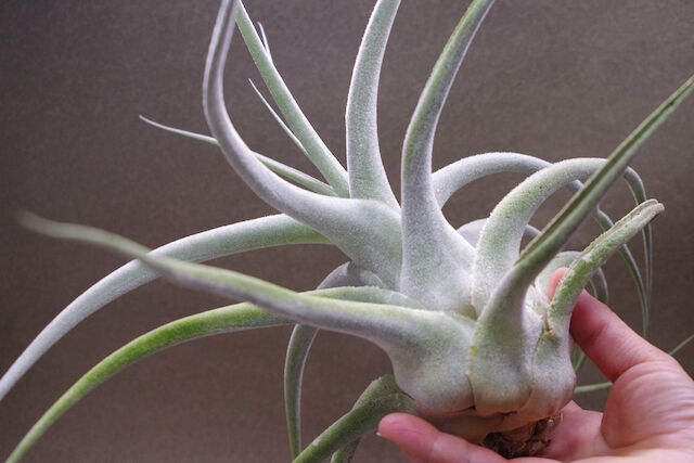 エーレルシアナ 特大サイズ 01号 | air-plants TENGU-DO