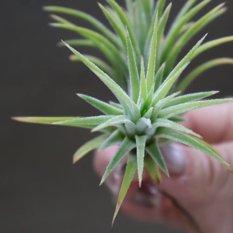 イオナンタ アルビノ 33号 | air-plants TENGU-DO