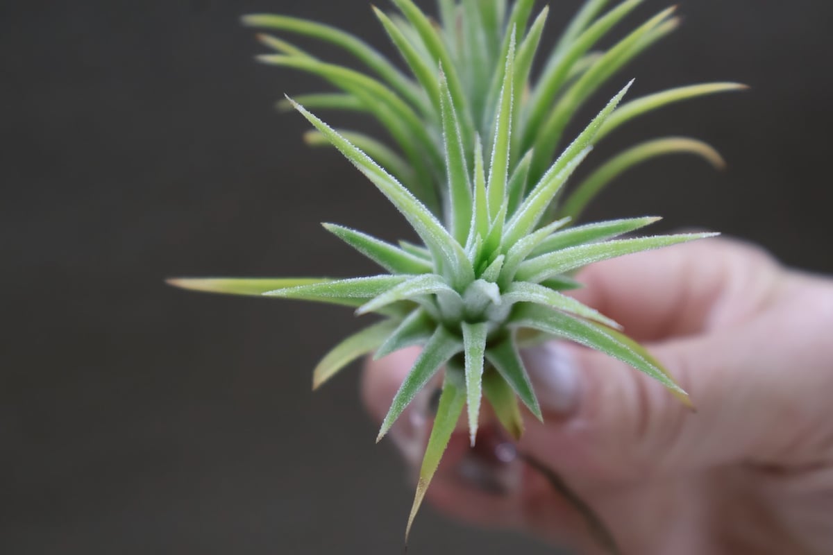 イオナンタ アルビノ 33号 | air-plants TENGU-DO