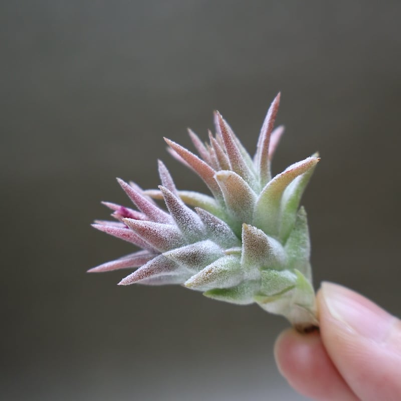 イオナンタ バンハイニンギー ミノール 04号 | air-plants TENGU-DO