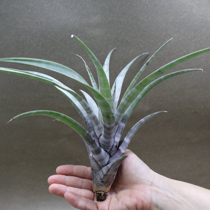 ヒルダエ 53号 | air-plants TENGU-DO