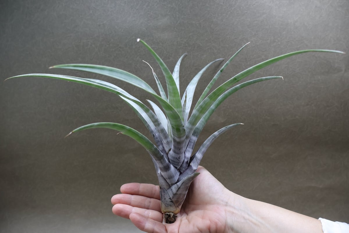 ヒルダエ 53号 | air-plants TENGU-DO