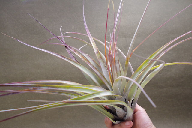 ファシクラータ デンシスピカ 01号 | air-plants TENGU-DO ファシクラータ デンシスピカ 01号 | air-plants TENGU-DO