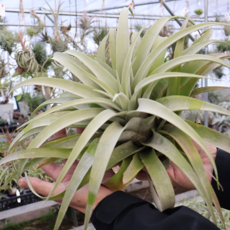 カピタータ シルバーローズ XLサイズ 17号 | air-plants TENGU-DO
