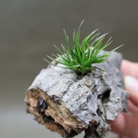 チランジア　イッツィービッツィー 謎多き小型種【ショータイム イッツィービッツィー】Tillandsia