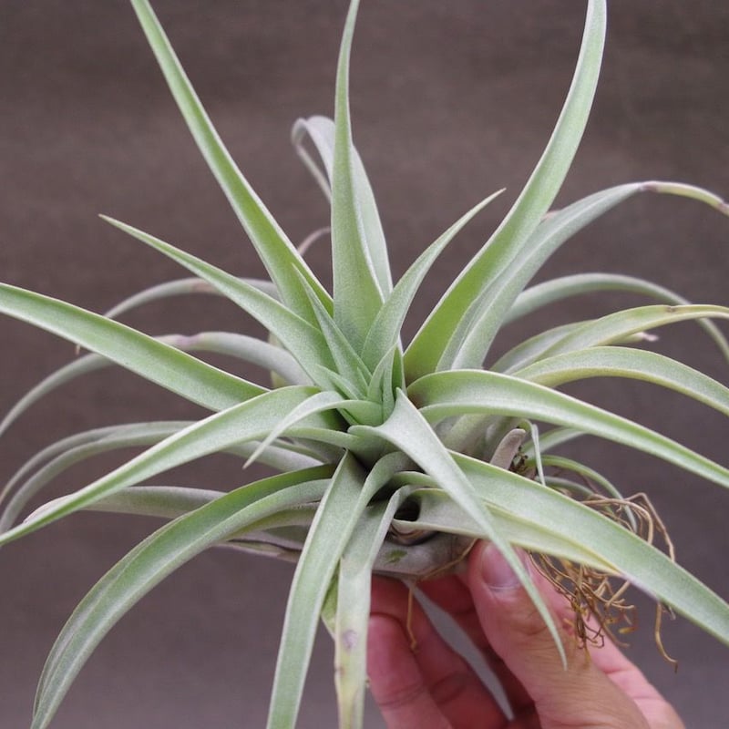カピタータ シルバーローズ ×ブラキカウロス 01号 | air-plants TENGU-DO