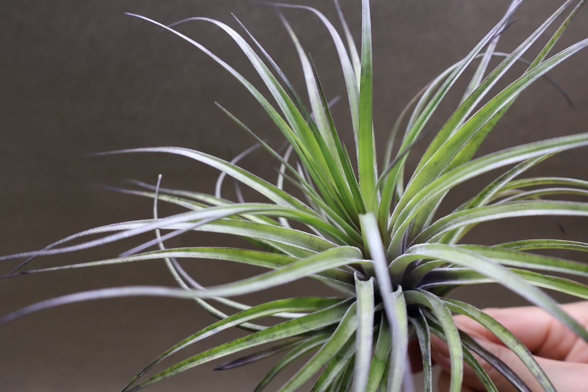 ストリクタ カズンイット 06号 | air-plants TENGU-DO