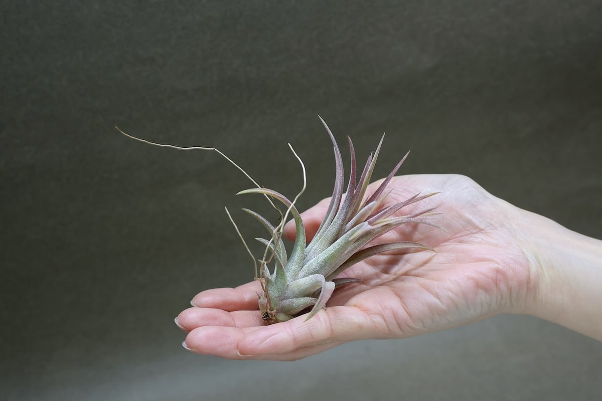 リオホンドエンシス × イオナンタ 17号 | air-plants TENGU-DO