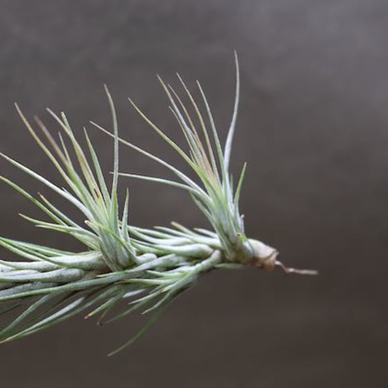 フンキアナ クランプ 27号 | air-plants TENGU-DO