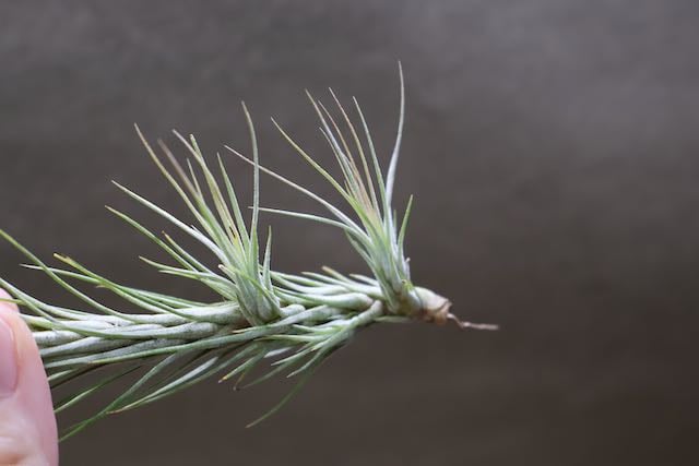 フンキアナ クランプ 27号 | air-plants TENGU-DO