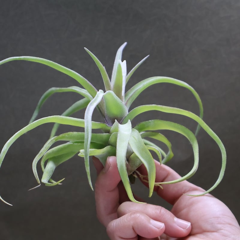 ストレプトフィラ 14号 | air-plants TENGU-DO