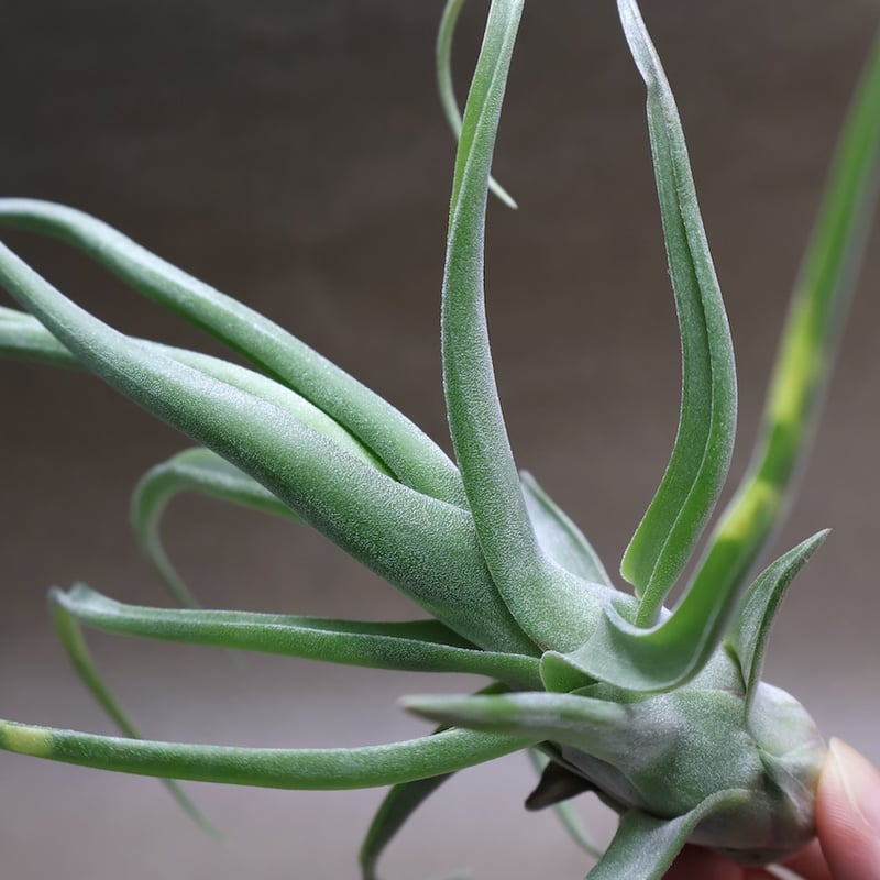 ショータイム × ストレプトフィラ Mサイズ03号 | air-plants