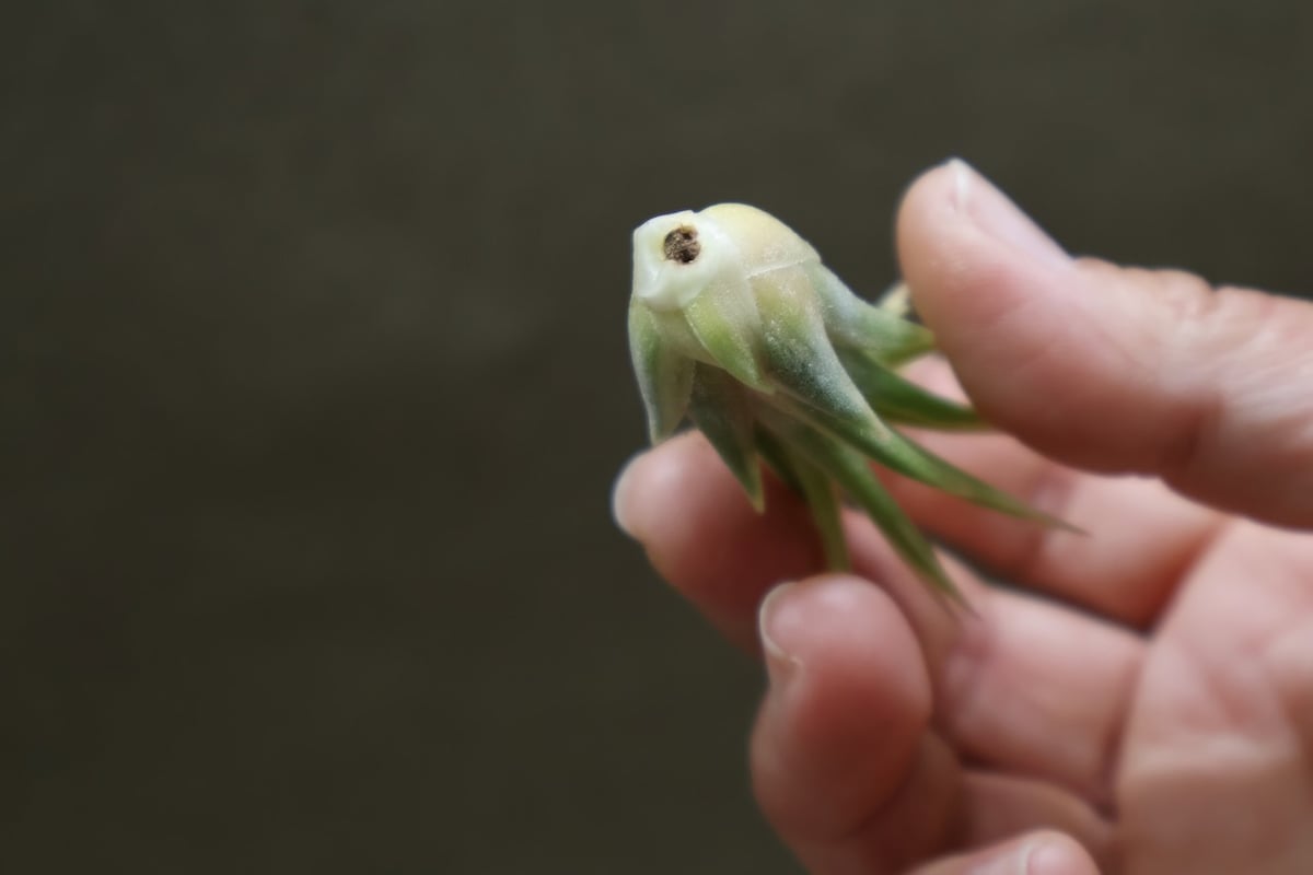 イオナンタ アルボマージナータ Sサイズ 45号 | air-plants TENGU-DO