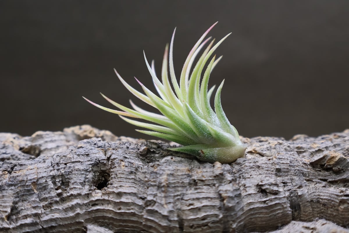 イオナンタ アルボマージナータ 46号 | air-plants TENGU-DO イオナンタ アルボマージナータ 46号 | air-plants TENGU-DO