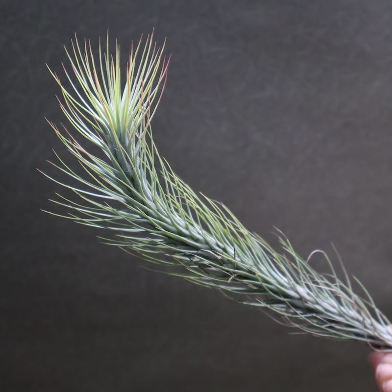 フンキアナ 11号 | air-plants TENGU-DO