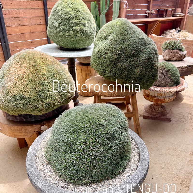 デウテロコニア ローレンツィアナ 19号 (Macata Bowl Long Size5)