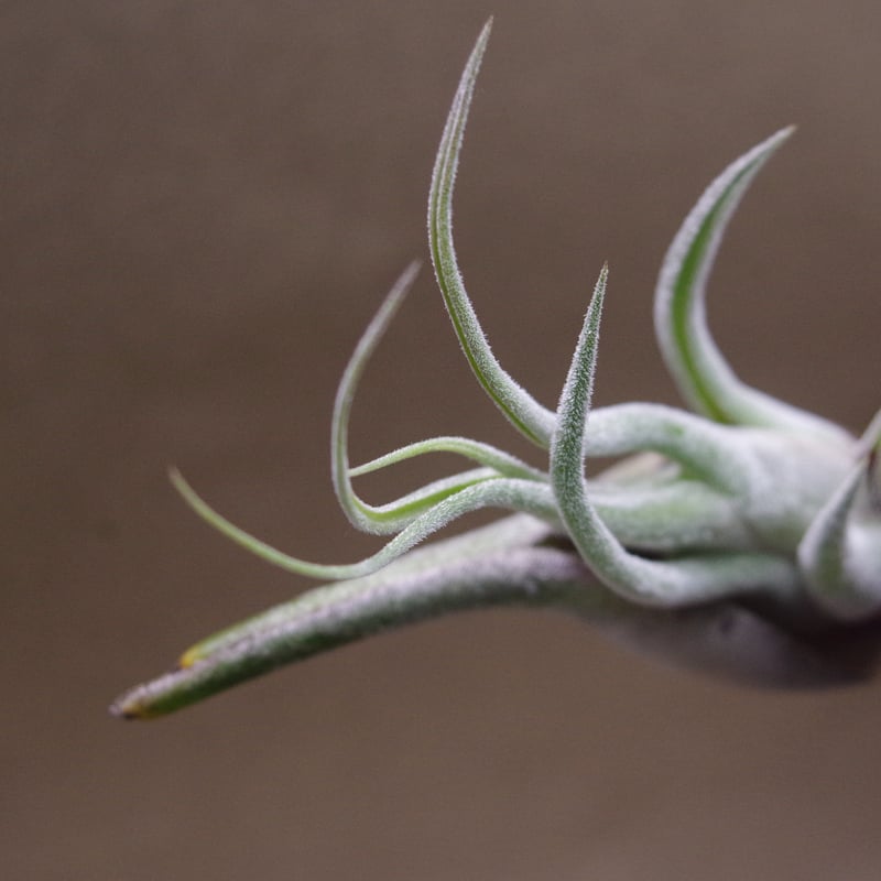 セレリアナ XL size 27号 | air-plants TENGU-DO