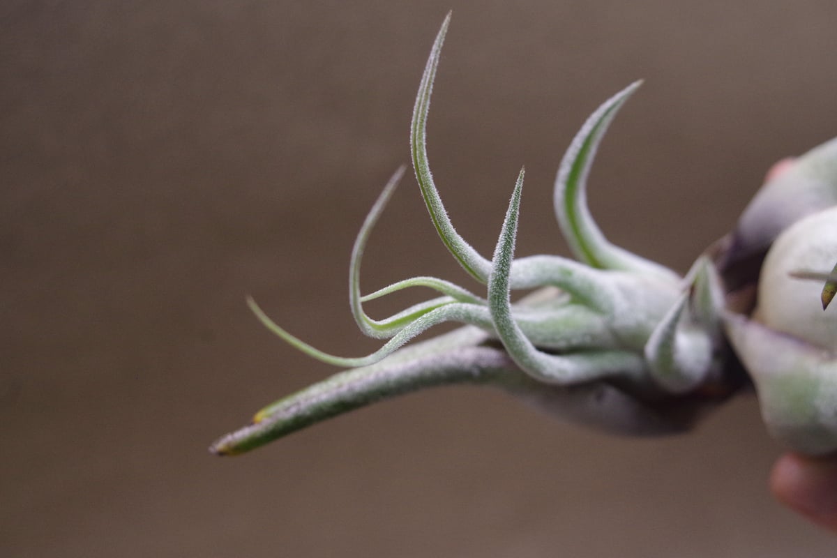セレリアナ XL size 27号 | air-plants TENGU-DO