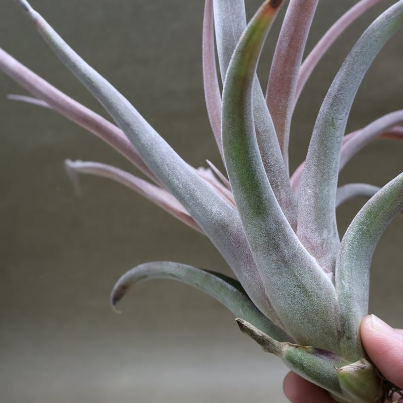 カピタータ×ストレプトフィラ Mサイズ 16号 | air-plants TENGU-DO