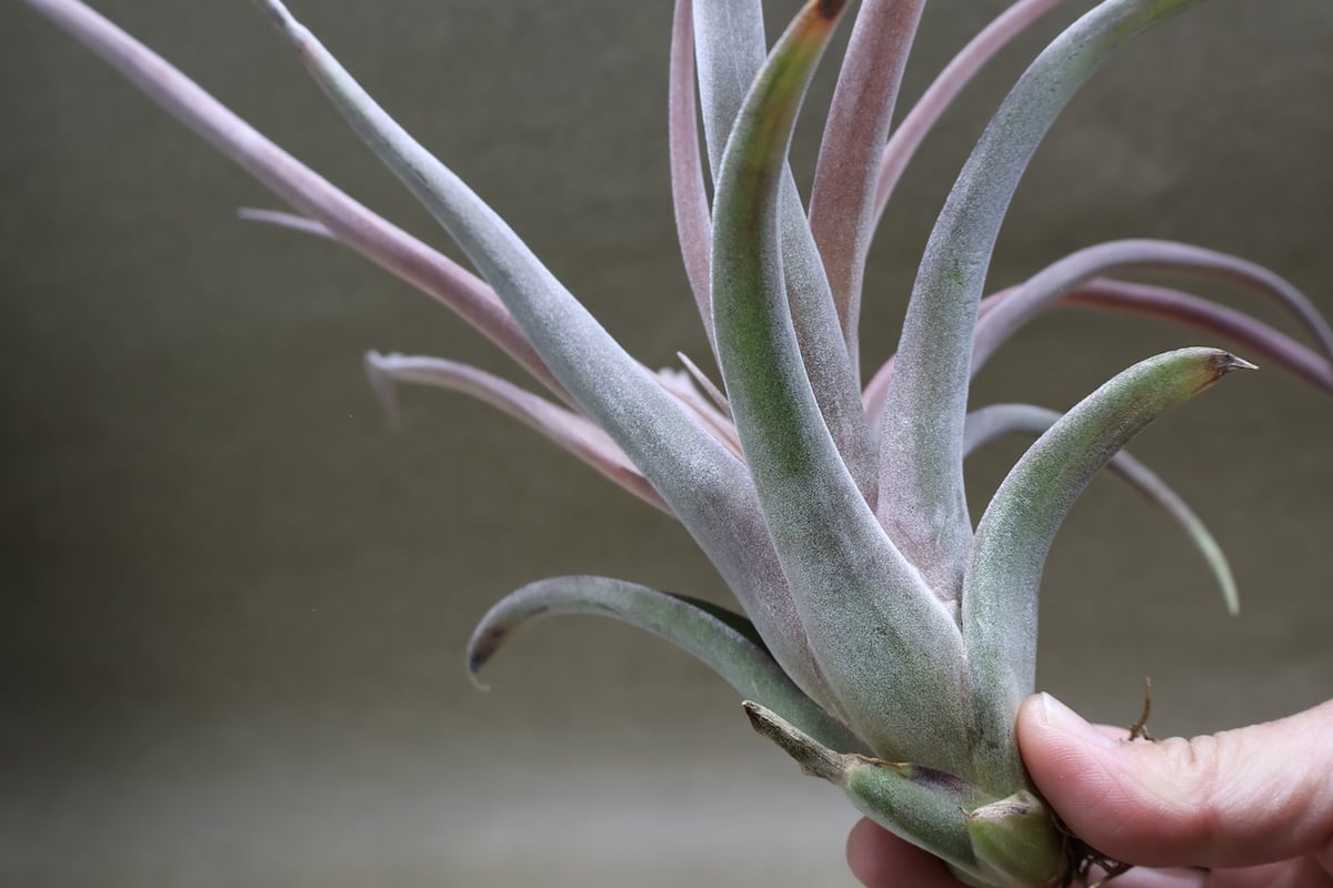 カピタータ×ストレプトフィラ Mサイズ 16号 | air-plants TENGU-DO