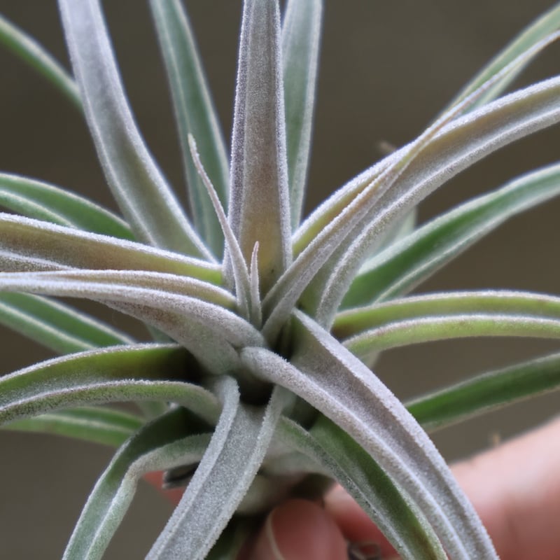 チアペンシス × エーレルシアナ 02号 | air-plants TENGU-DO