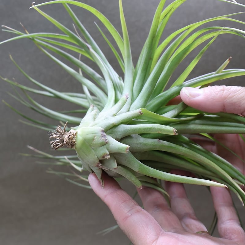 ブラキカウロス シュプリーム 09号 | air-plants TENGU-DO