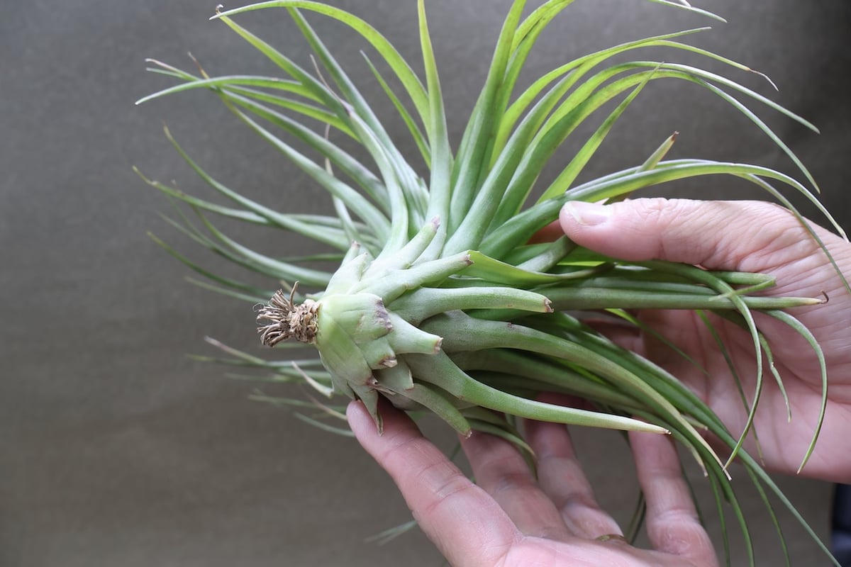 ブラキカウロス シュプリーム 09号 | air-plants TENGU-DO